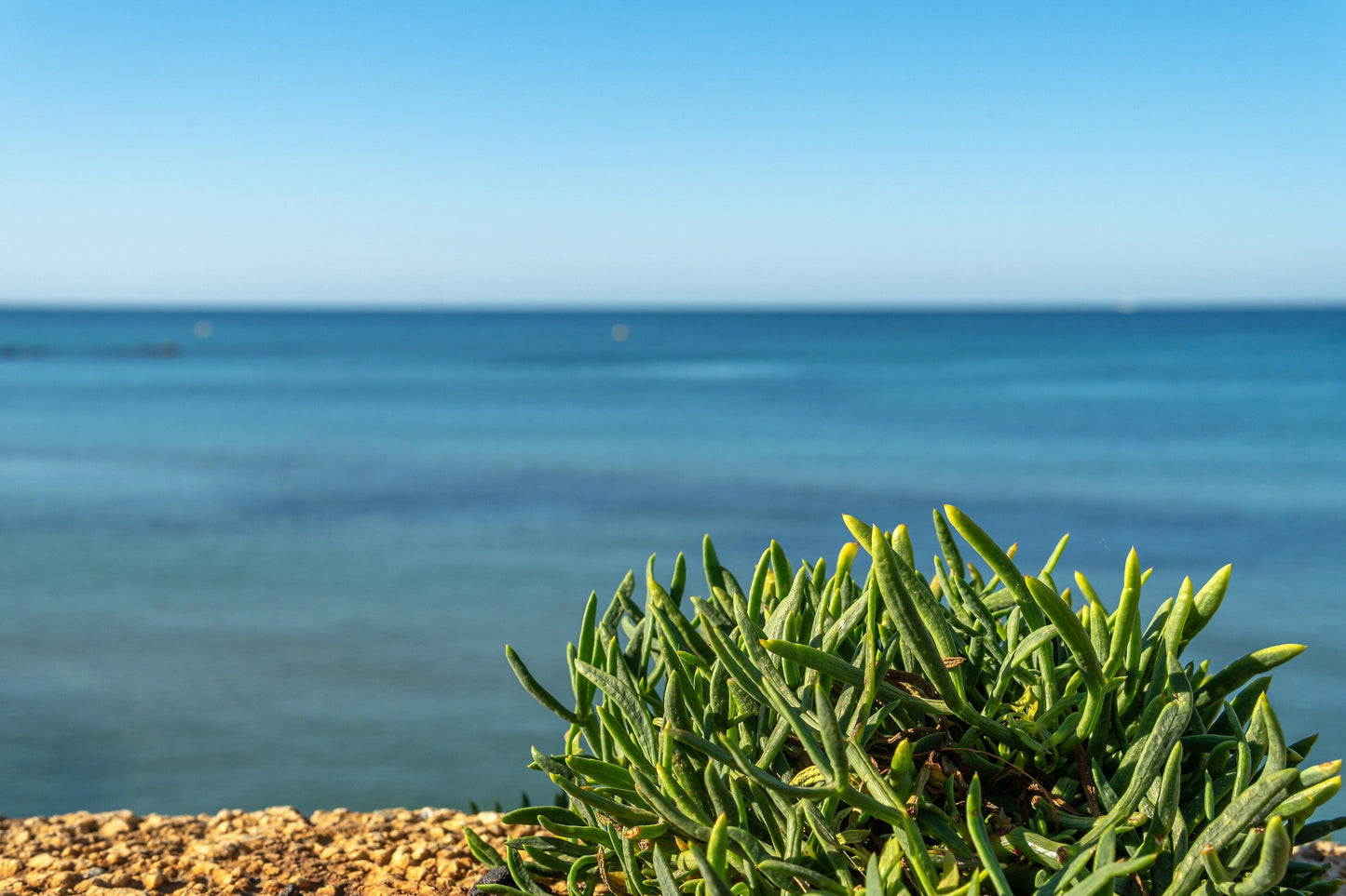 40 SEA FENNEL Rock Samphire Crithmum Maritimum Fragrant Herb Edible Vegetable Yellow Flower Seeds