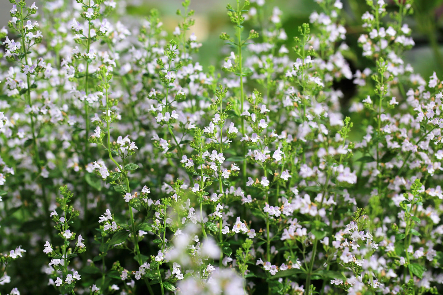 20 CALAMINT Lesser Calamintha Nepeta Officinalis Fragrant Herb White - Lilac Flower Seeds