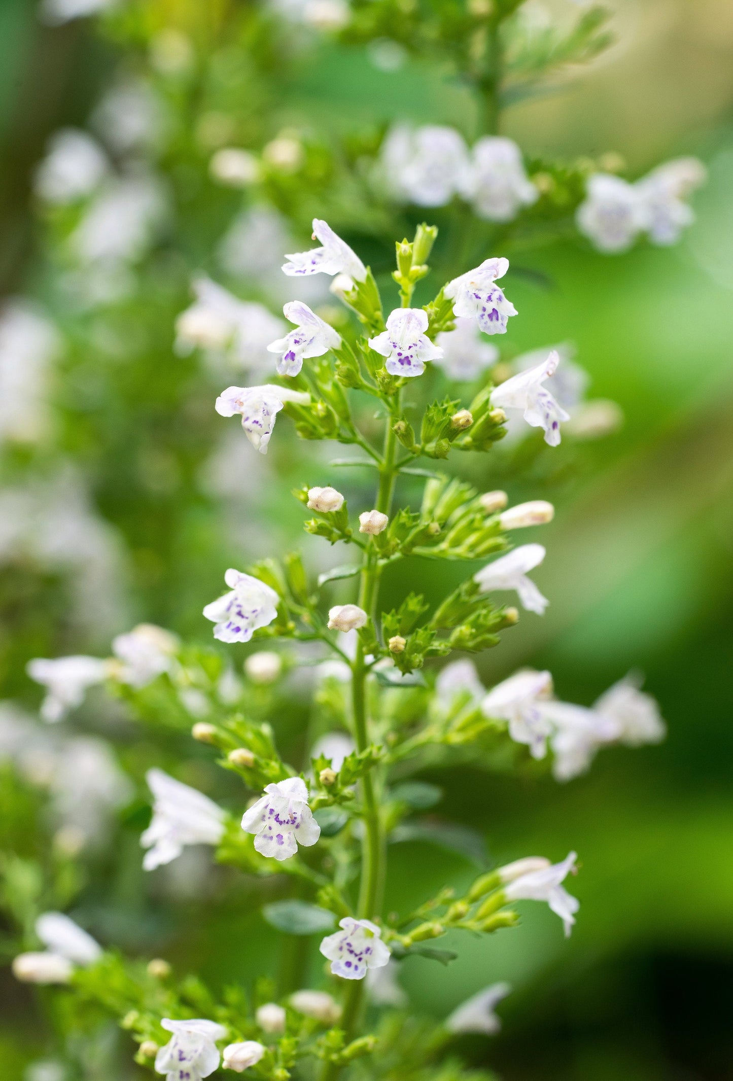 20 CALAMINT Lesser Calamintha Nepeta Officinalis Fragrant Herb White - Lilac Flower Seeds