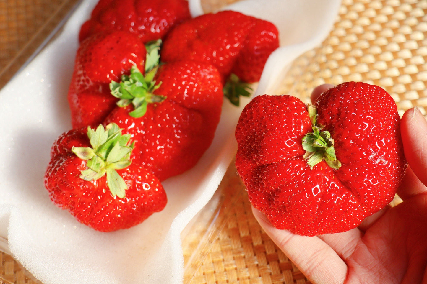 15 GIANT STRAWBERRY Fragaria spp June Bearing Huge Red Berry Fruit White Flower Seeds