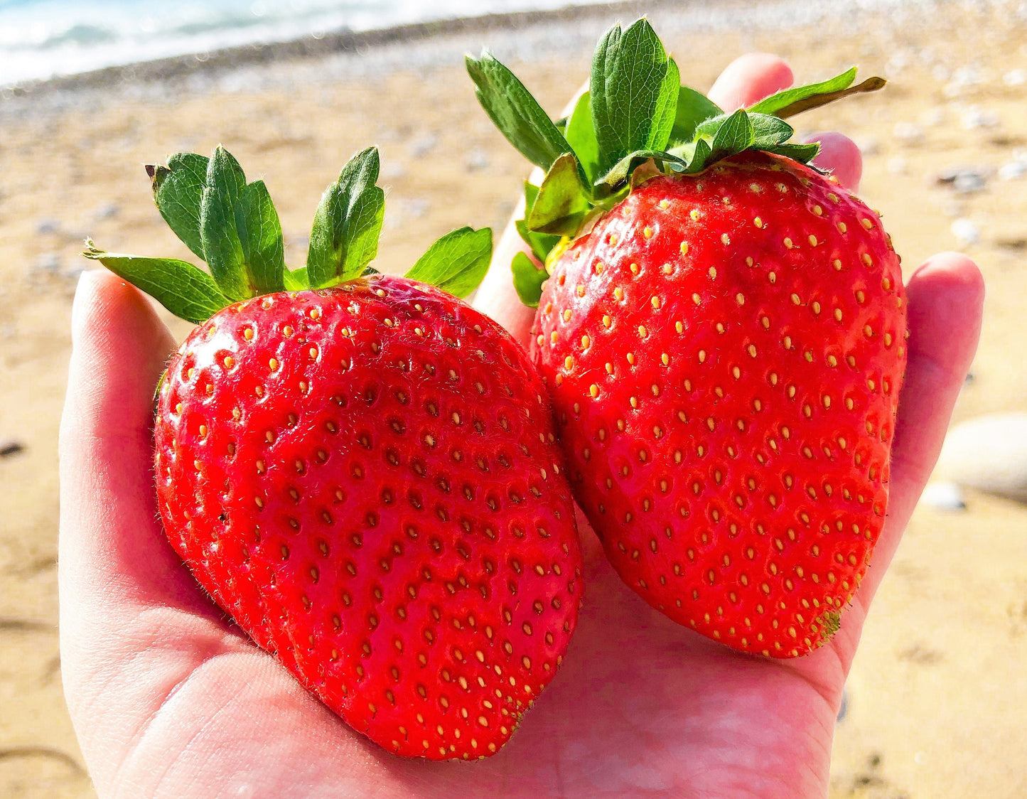 15 GIANT STRAWBERRY Fragaria spp June Bearing Huge Red Berry Fruit White Flower Seeds