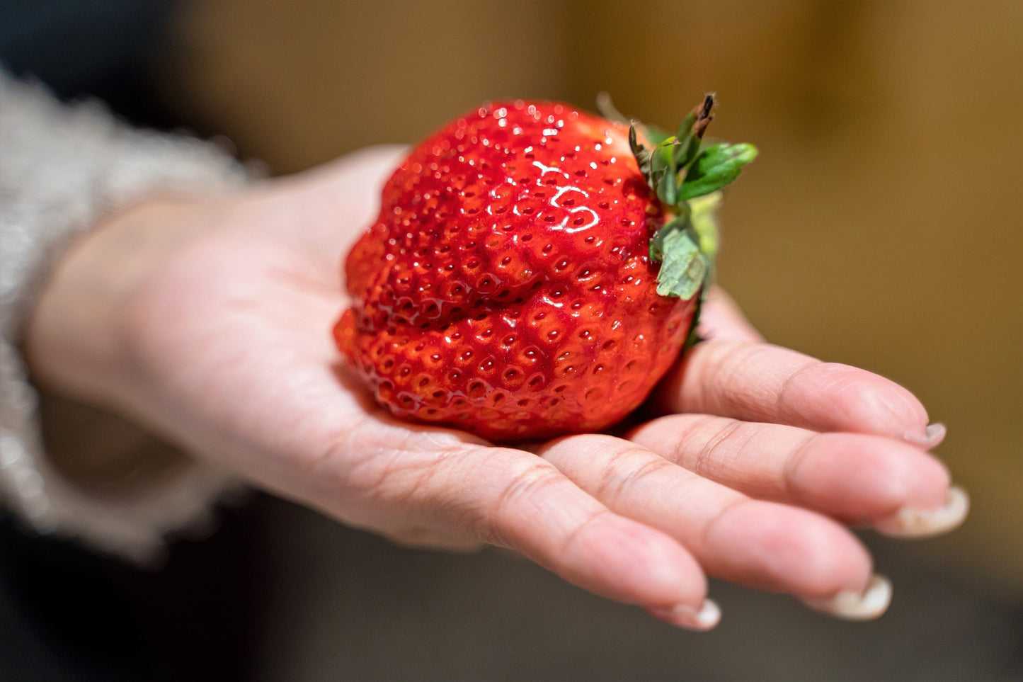 15 GIANT STRAWBERRY Fragaria spp June Bearing Huge Red Berry Fruit White Flower Seeds