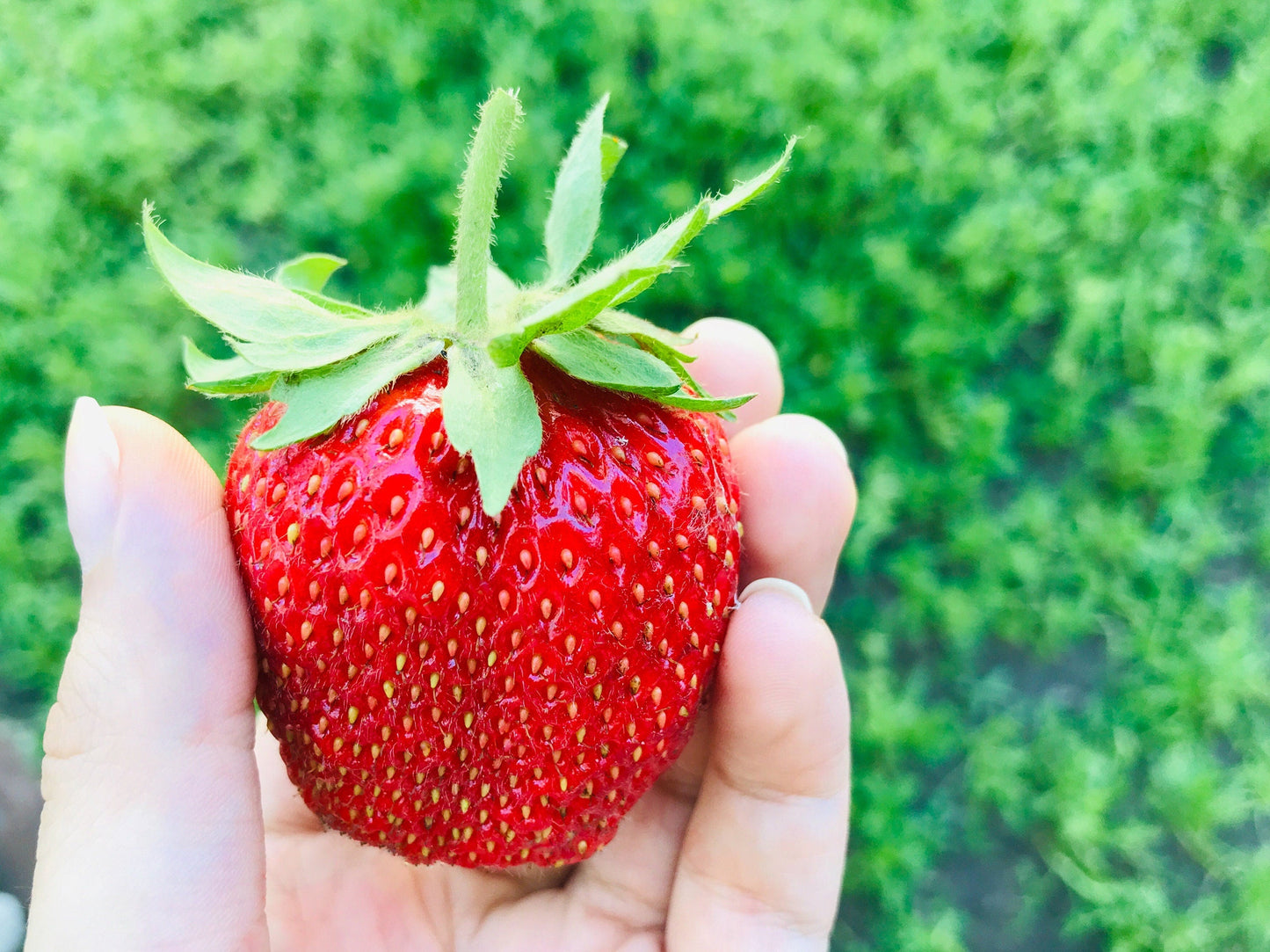 15 GIANT STRAWBERRY Fragaria spp June Bearing Huge Red Berry Fruit White Flower Seeds