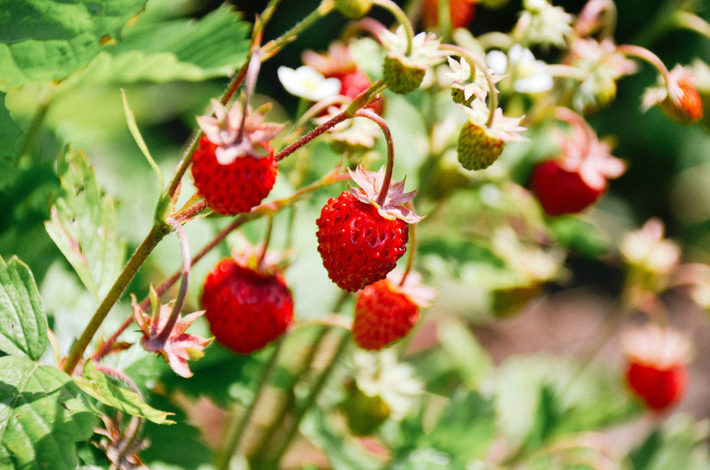 50 ALEXANDRIA STRAWBERRY Everbearing Alpine Fragaria Vesca Red Berry Fruit White Flower Seeds