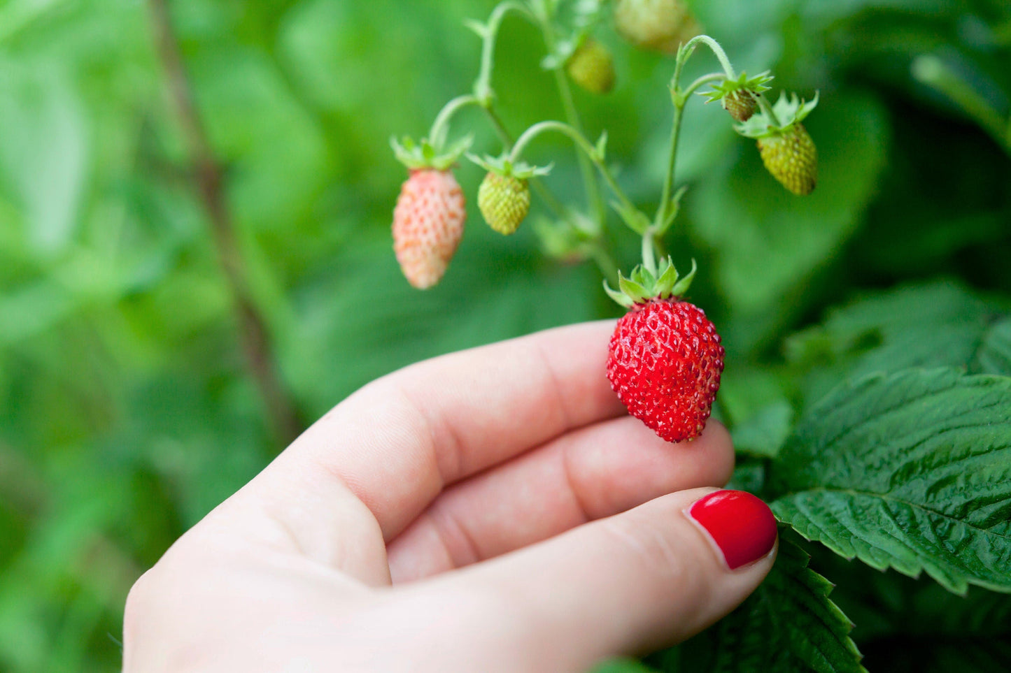 60 RUEGEN STRAWBERRY Everbearing Alpine Fragaria Vesca Red Berry Fruit White Flower Seeds