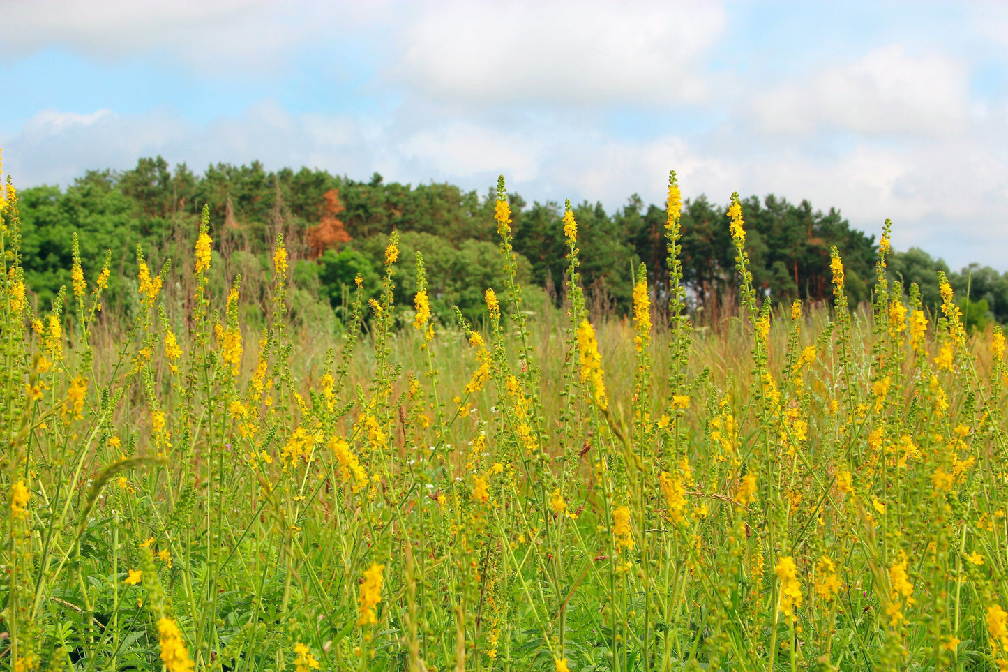 15 CHURCH STEEPLES Agrimonia Eupatoria aka Agrimony or Sticklewort Perennial Herb Yellow Flower Seeds