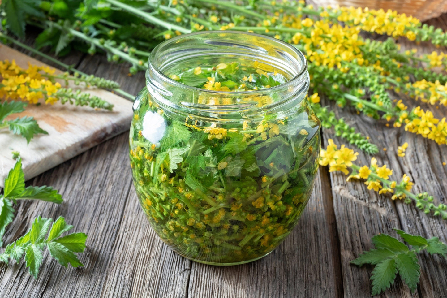 15 CHURCH STEEPLES Agrimonia Eupatoria aka Agrimony or Sticklewort Perennial Herb Yellow Flower Seeds