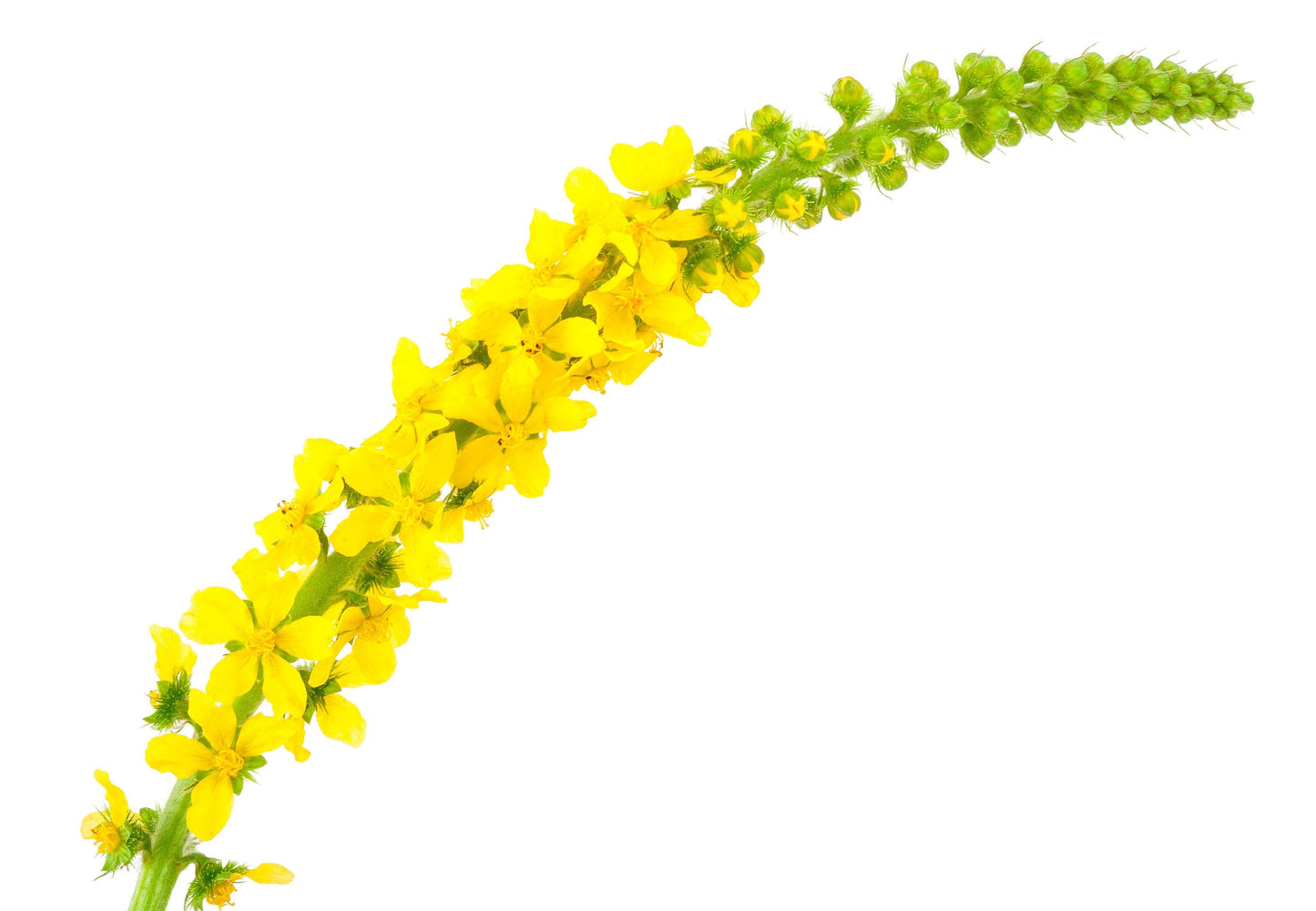 15 CHURCH STEEPLES Agrimonia Eupatoria aka Agrimony or Sticklewort Perennial Herb Yellow Flower Seeds