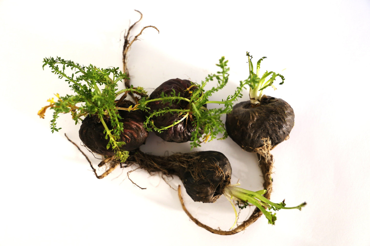 50 BLACK MACA Peruvian Ginseng Maka Lepidium Meyenii syn. Peruvianum Herb Seeds