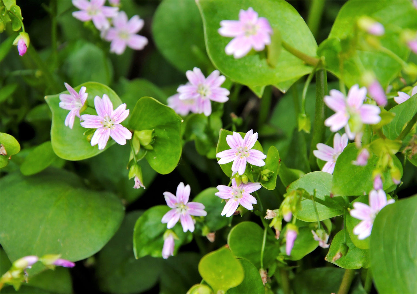 20 SIBERIAN SPRING BEAUTY Claytonia Sibirica aka Candy Flower, Pink Purslane, Siberian Miner's Lettuce Pink Striped Shade Flower Native Herb Seeds