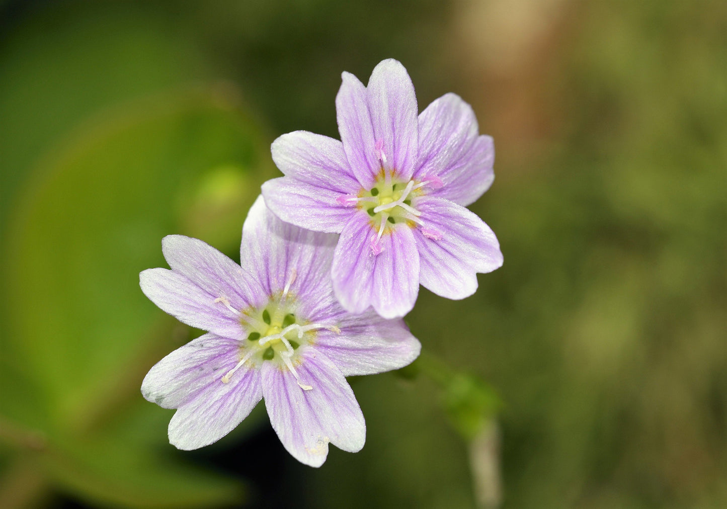 20 SIBERIAN SPRING BEAUTY Claytonia Sibirica aka Candy Flower, Pink Purslane, Siberian Miner's Lettuce Pink Striped Shade Flower Native Herb Seeds