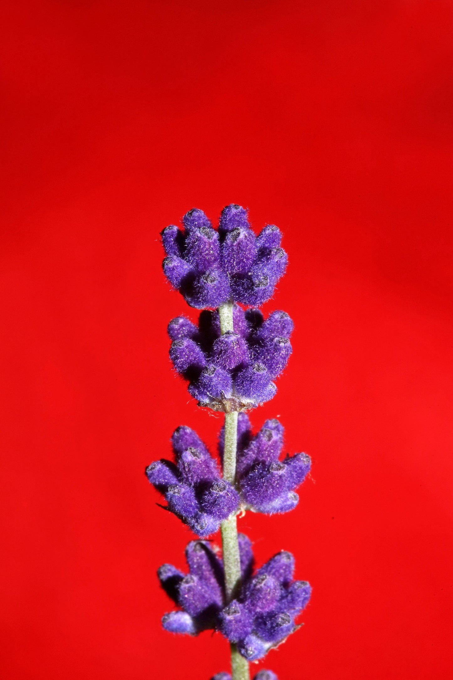150 Portuguese SPIKE LAVENDER Lavandula Latifolia syn. Spica Broadleaved Fragrant Blue Purple Flower Herb Seeds