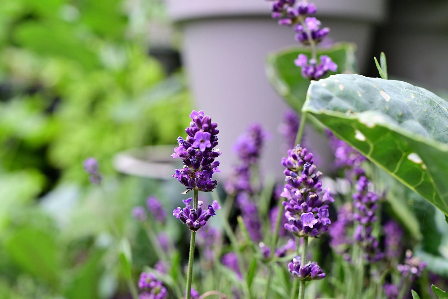 150 Portuguese SPIKE LAVENDER Lavandula Latifolia syn. Spica Broadleaved Fragrant Blue Purple Flower Herb Seeds