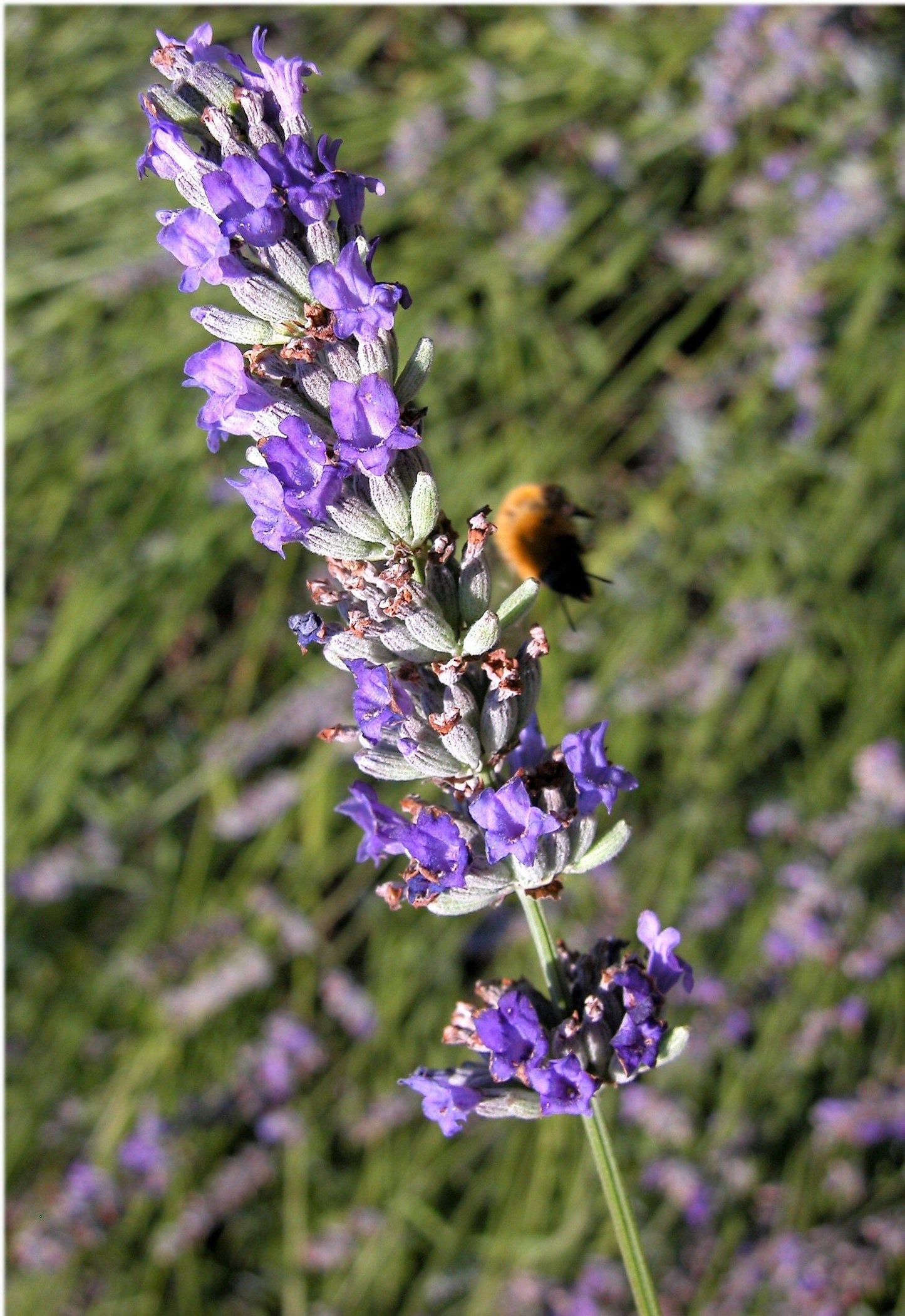 150 Portuguese SPIKE LAVENDER Lavandula Latifolia syn. Spica Broadleaved Fragrant Blue Purple Flower Herb Seeds