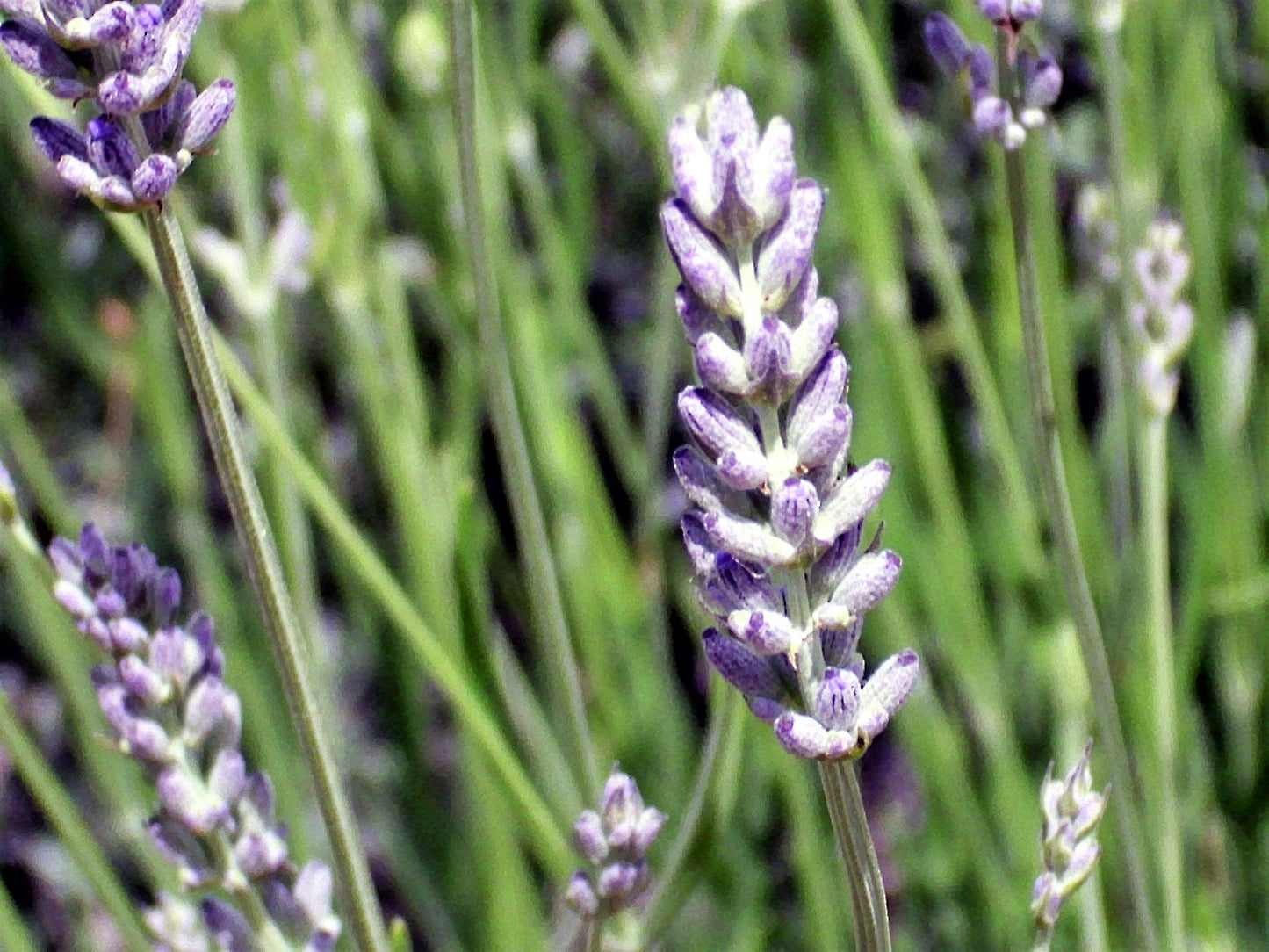 150 Portuguese SPIKE LAVENDER Lavandula Latifolia syn. Spica Broadleaved Fragrant Blue Purple Flower Herb Seeds