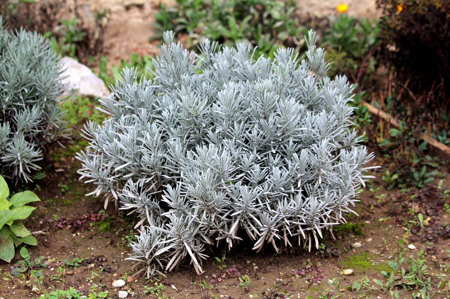 150 Portuguese SPIKE LAVENDER Lavandula Latifolia syn. Spica Broadleaved Fragrant Blue Purple Flower Herb Seeds