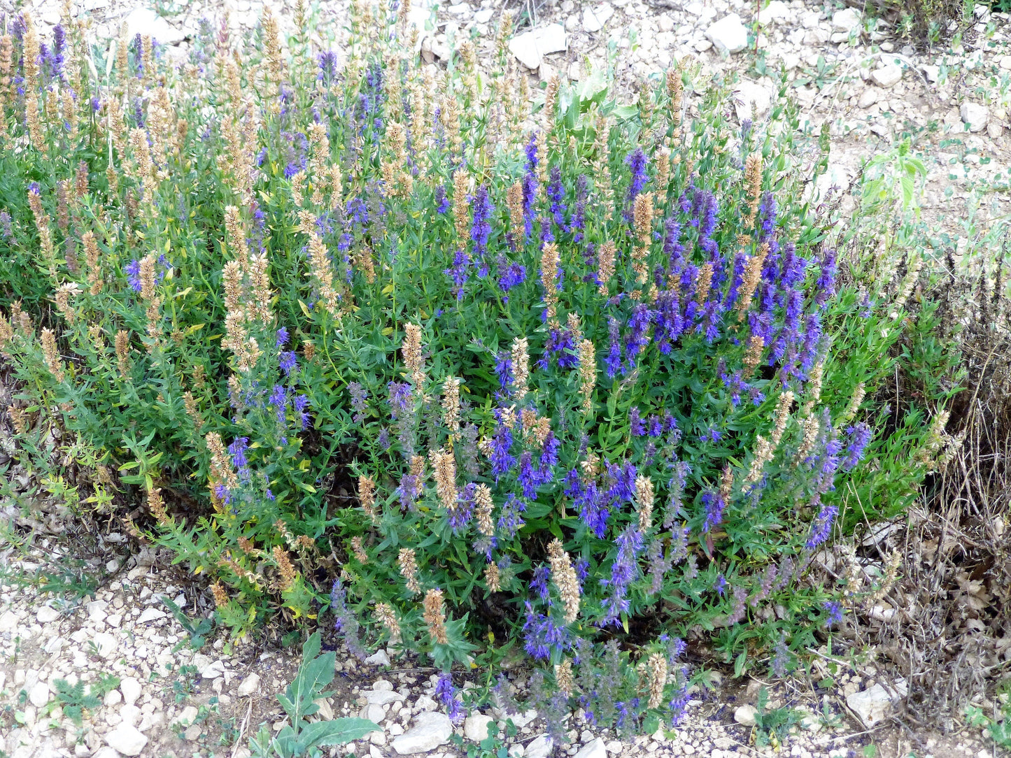 150 Portuguese SPIKE LAVENDER Lavandula Latifolia syn. Spica Broadleaved Fragrant Blue Purple Flower Herb Seeds