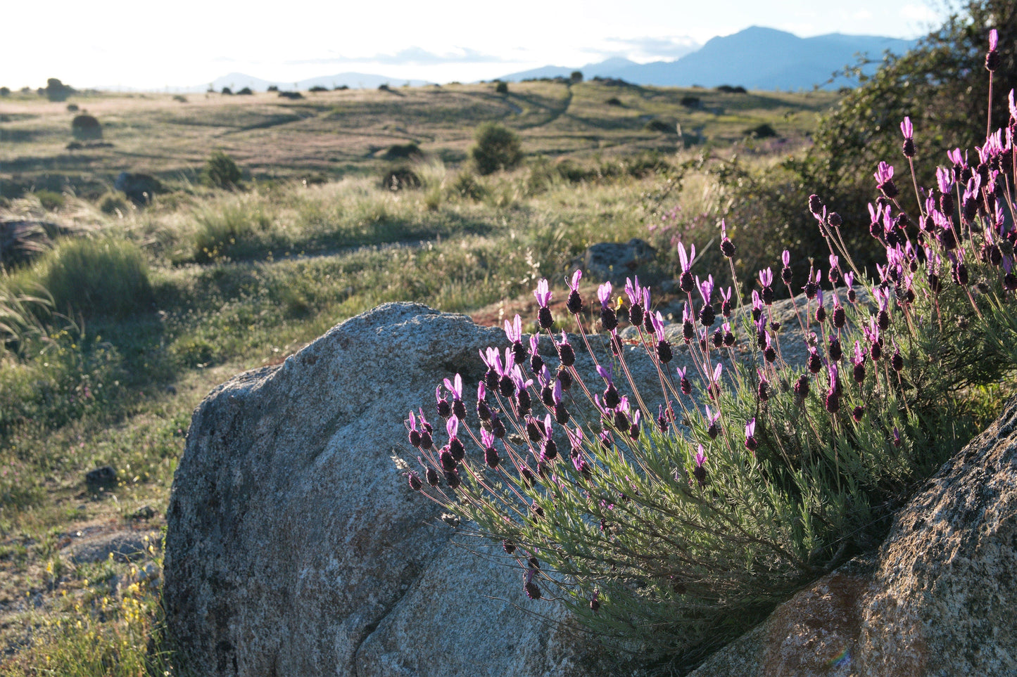 100 FRENCH LAVENDER aka Butterfly Lavender, Spanish, Topped Lavandula Stoechas Fragrant Blue Purple Flower Herb Seeds
