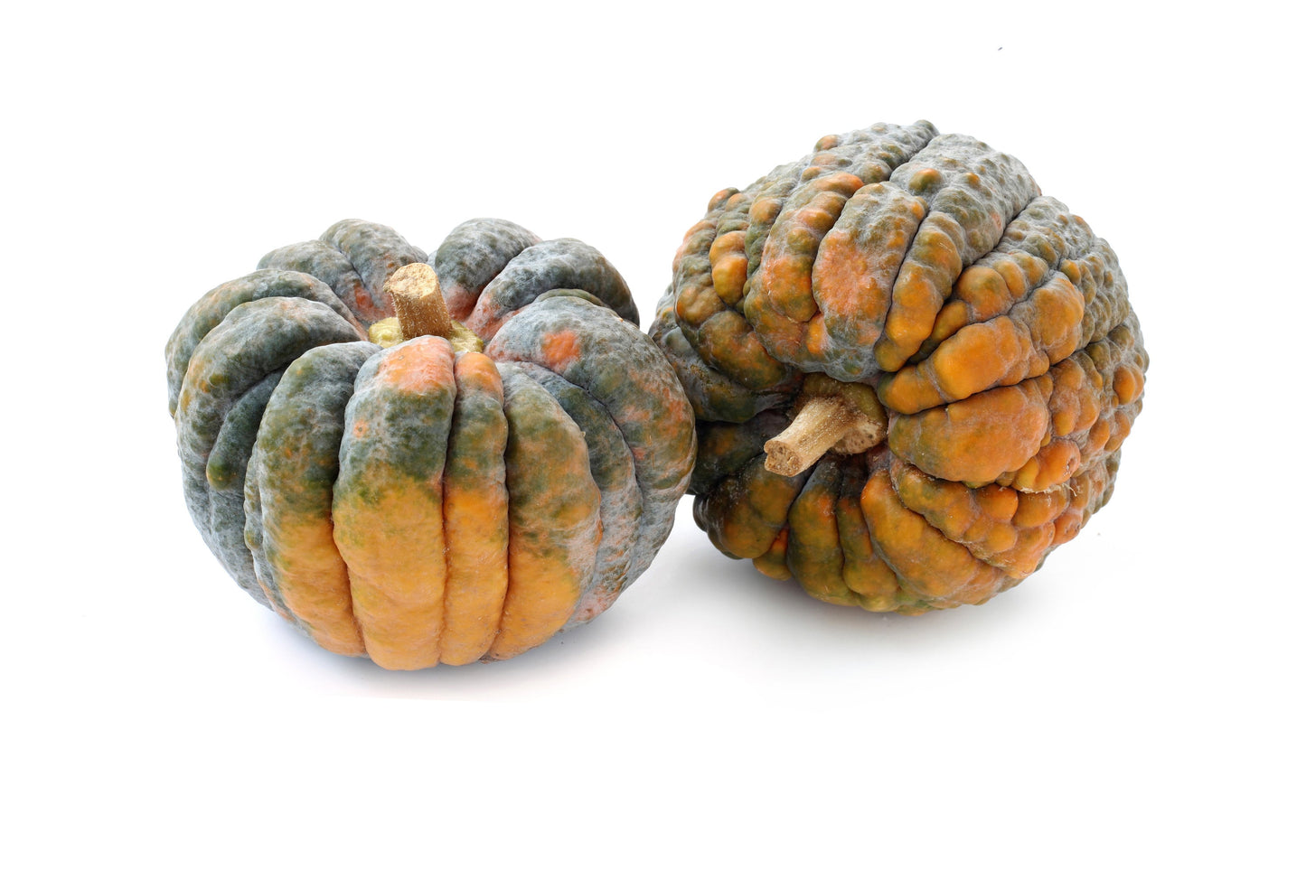20 BLACK FUTSU SQUASH Multicolored Wrinkly Skin Gold Flesh Japanese Heirloom Pumpkin Ornamental Edible Cucurbita Moschata Vegetable Seeds
