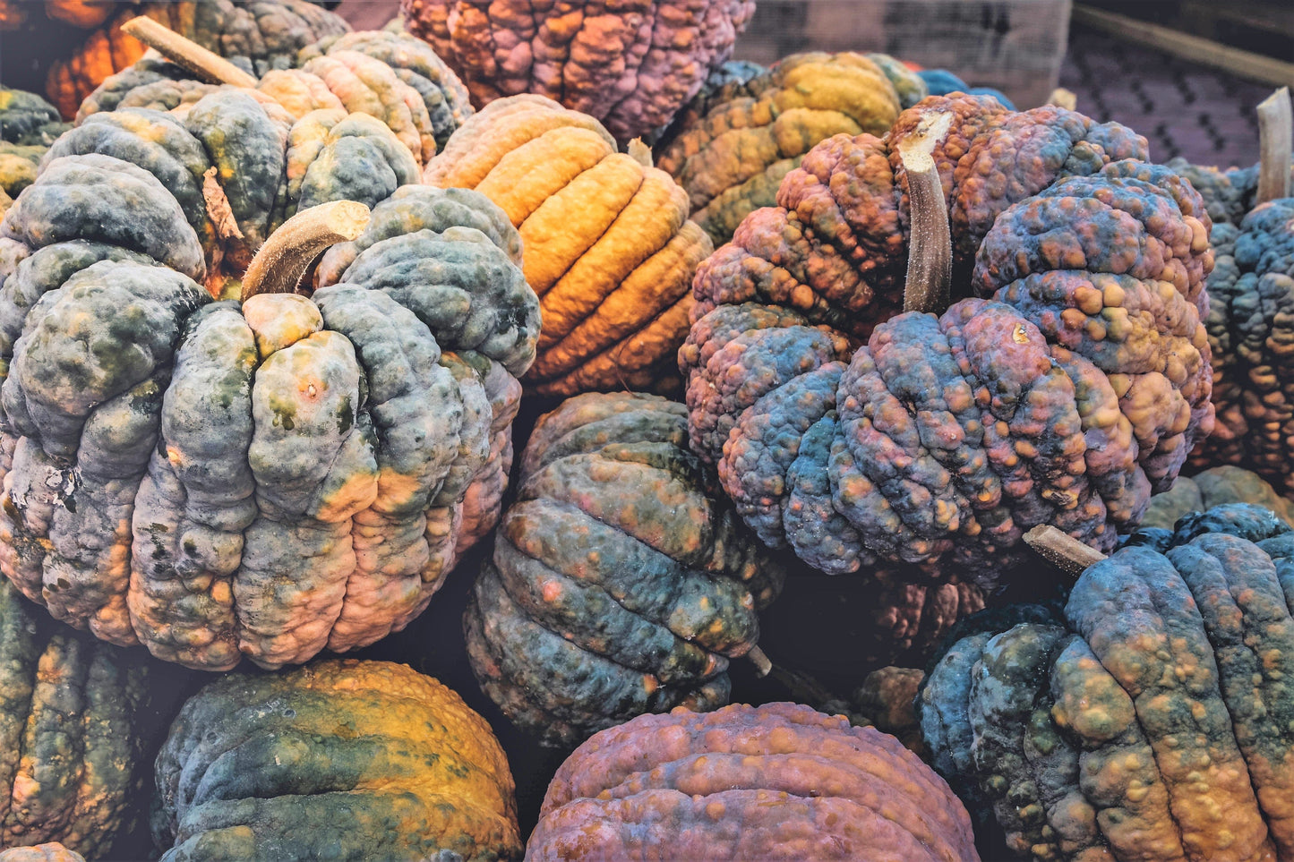 20 BLACK FUTSU SQUASH Multicolored Wrinkly Skin Gold Flesh Japanese Heirloom Pumpkin Ornamental Edible Cucurbita Moschata Vegetable Seeds