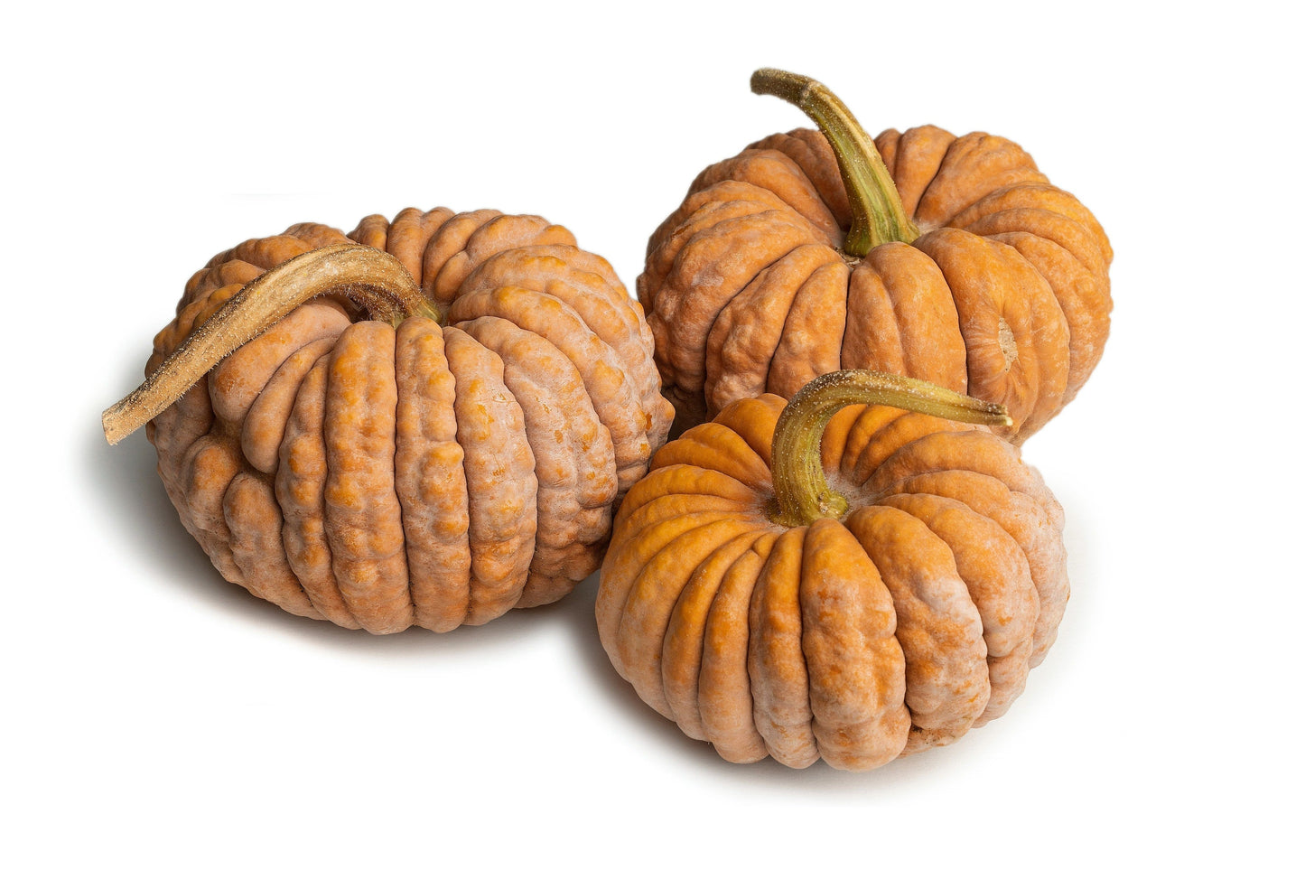 20 BLACK FUTSU SQUASH Multicolored Wrinkly Skin Gold Flesh Japanese Heirloom Pumpkin Ornamental Edible Cucurbita Moschata Vegetable Seeds