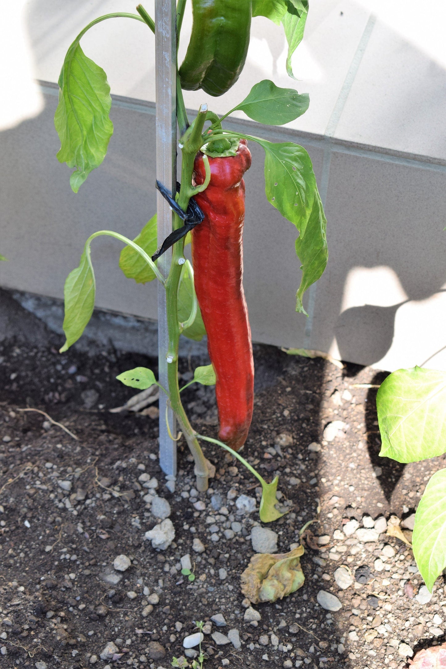 25 GIANT ACONCAGUA PEPPER Up to 12" Long Caspsicum Annuum Green Yellow Orange Red Vegetable Seeds