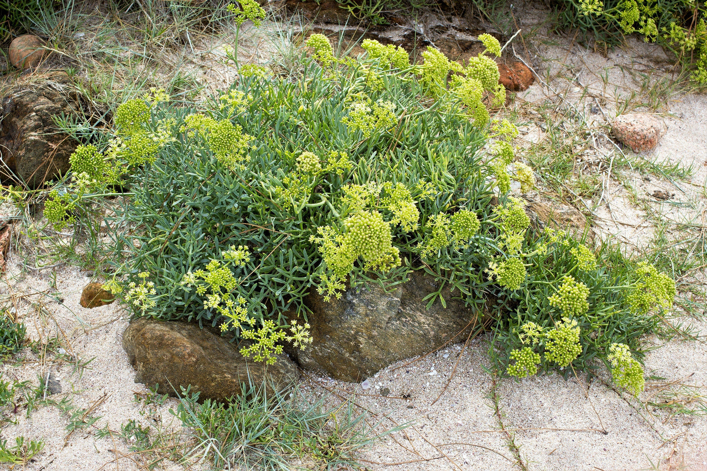 40 SEA FENNEL Rock Samphire Crithmum Maritimum Fragrant Herb Edible Vegetable Yellow Flower Seeds