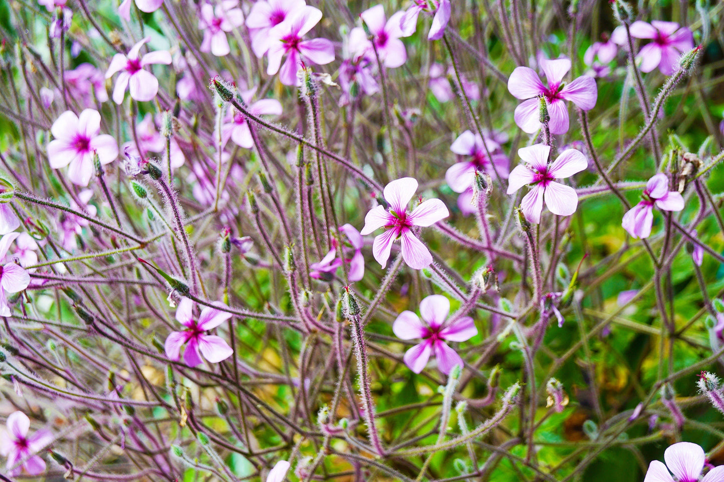 10 WHITE MADEIRA GERANIUM Maderense Cranesbill Giant Herb Robert Pink Eye Flower Seeds