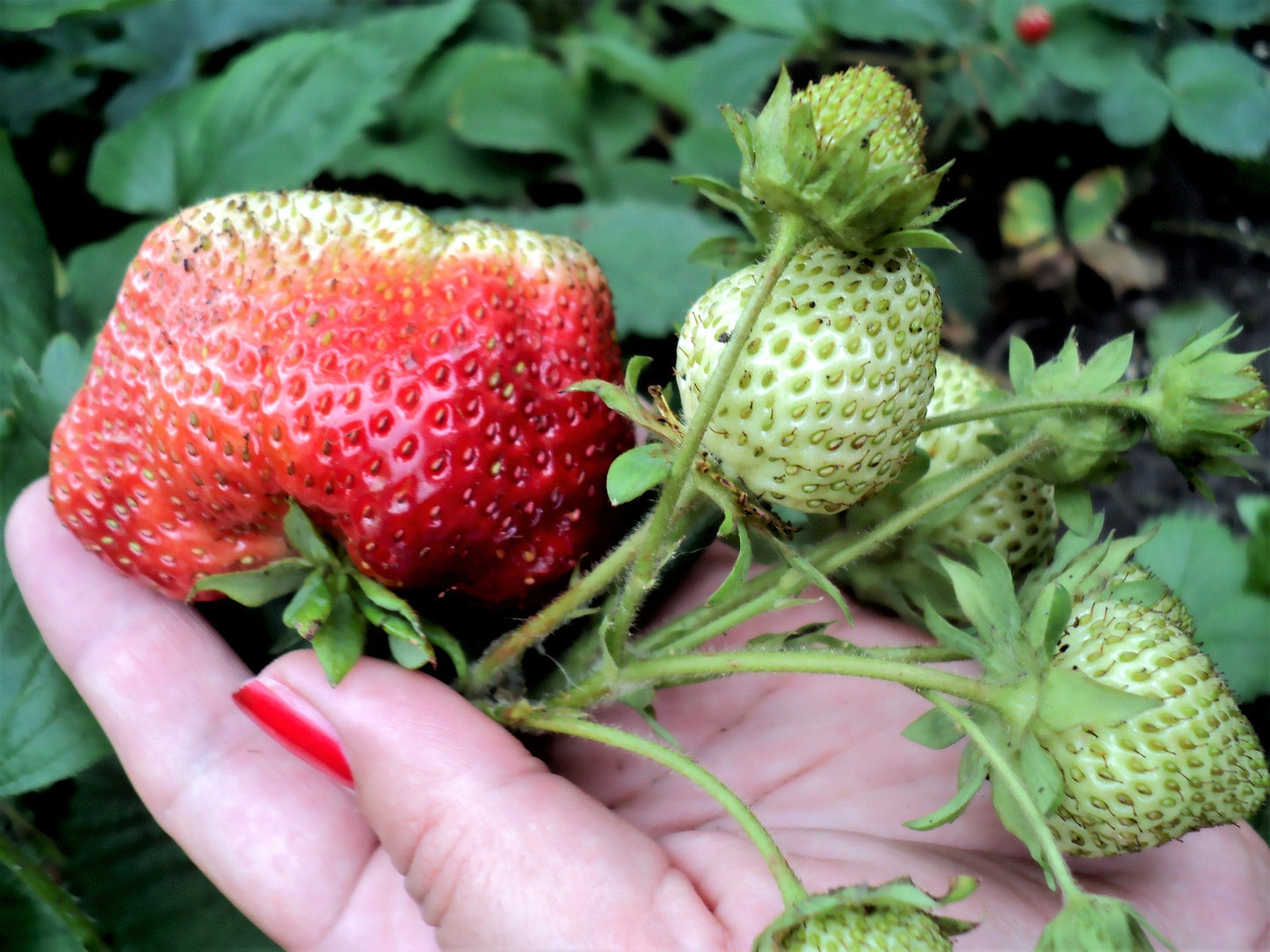 15 GIANT STRAWBERRY Fragaria spp June Bearing Huge Red Berry Fruit White Flower Seeds