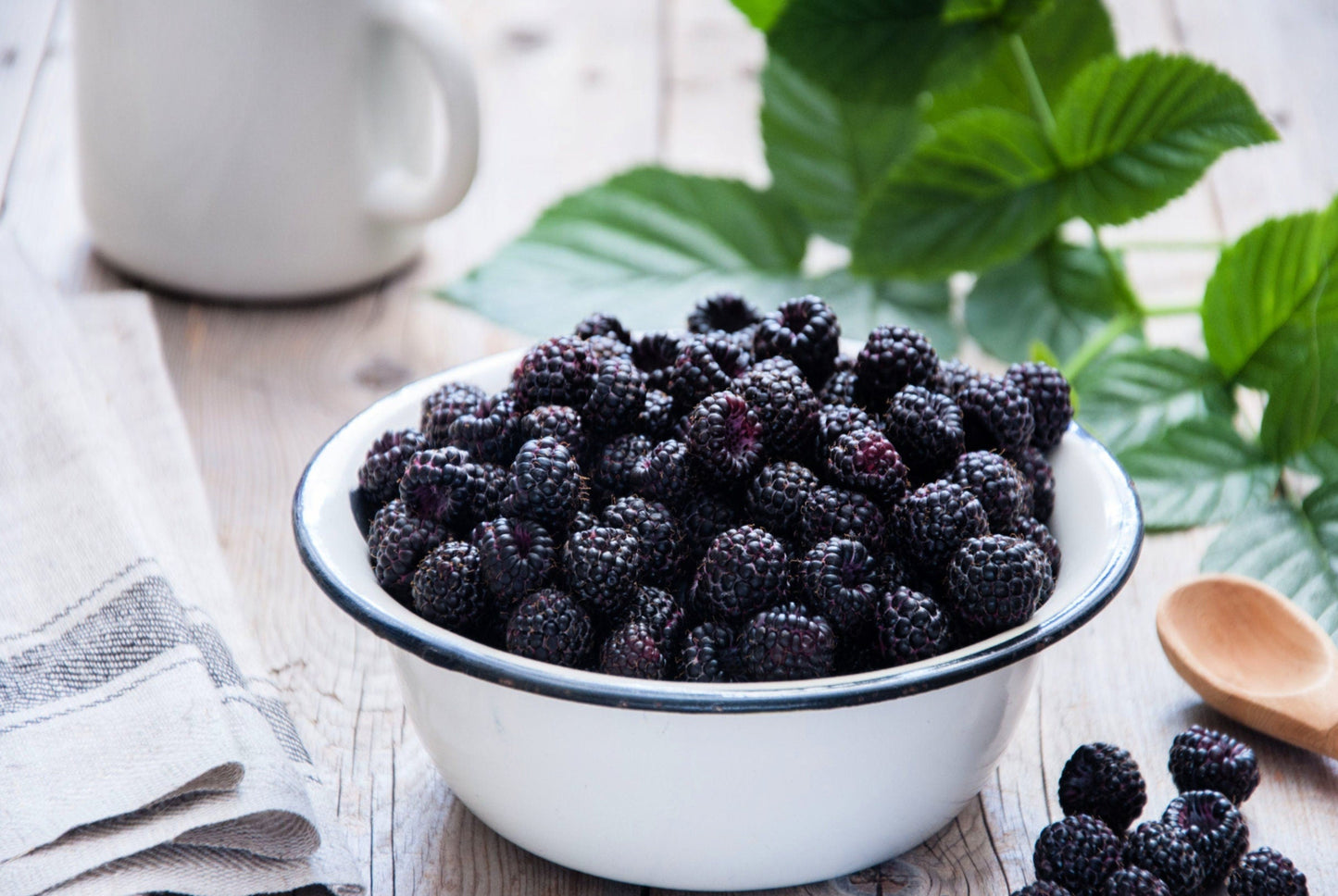 50 WHITEBARK Black RASPBERRY Western Blackcap Raspberry Rubus Leucodermis Native Fruit Berry Seeds