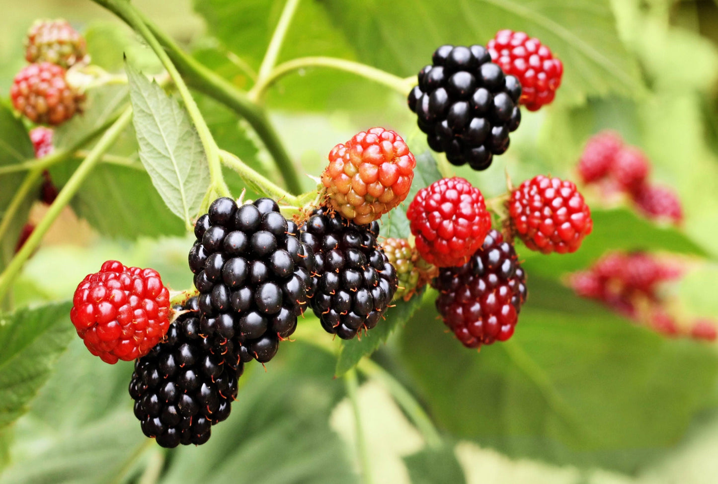 50 WHITEBARK Black RASPBERRY Western Blackcap Raspberry Rubus Leucodermis Native Fruit Berry Seeds