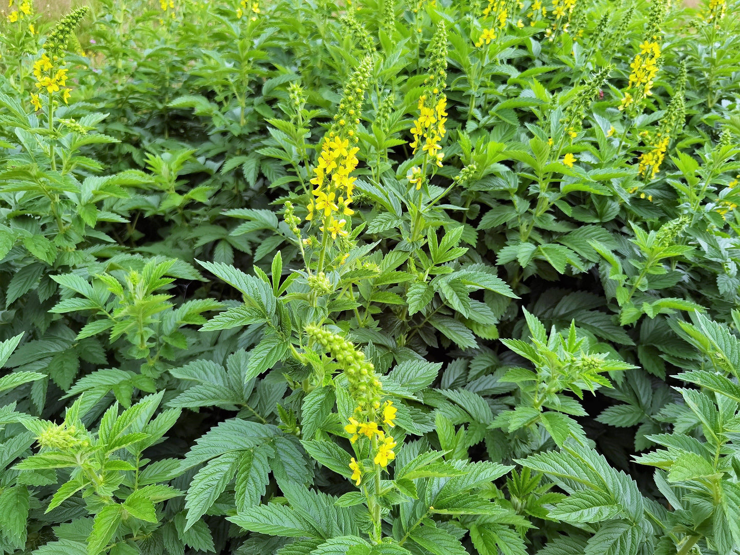 15 CHURCH STEEPLES Agrimonia Eupatoria aka Agrimony or Sticklewort Perennial Herb Yellow Flower Seeds