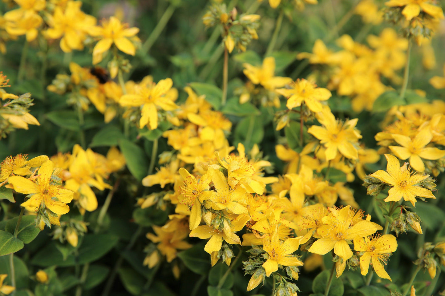 15 CHURCH STEEPLES Agrimonia Eupatoria aka Agrimony or Sticklewort Perennial Herb Yellow Flower Seeds