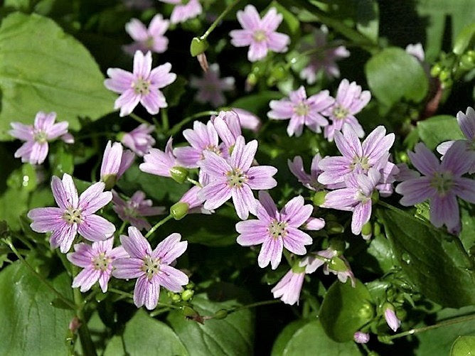 20 SIBERIAN SPRING BEAUTY Claytonia Sibirica aka Candy Flower, Pink Purslane, Siberian Miner's Lettuce Pink Striped Shade Flower Native Herb Seeds