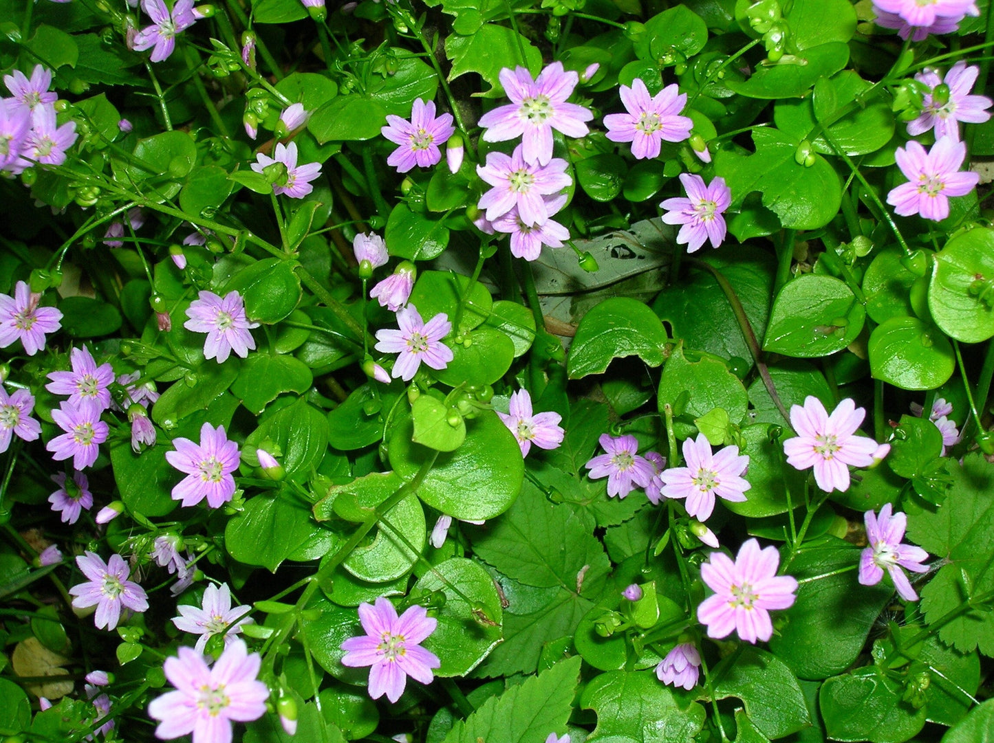 20 SIBERIAN SPRING BEAUTY Claytonia Sibirica aka Candy Flower, Pink Purslane, Siberian Miner's Lettuce Pink Striped Shade Flower Native Herb Seeds