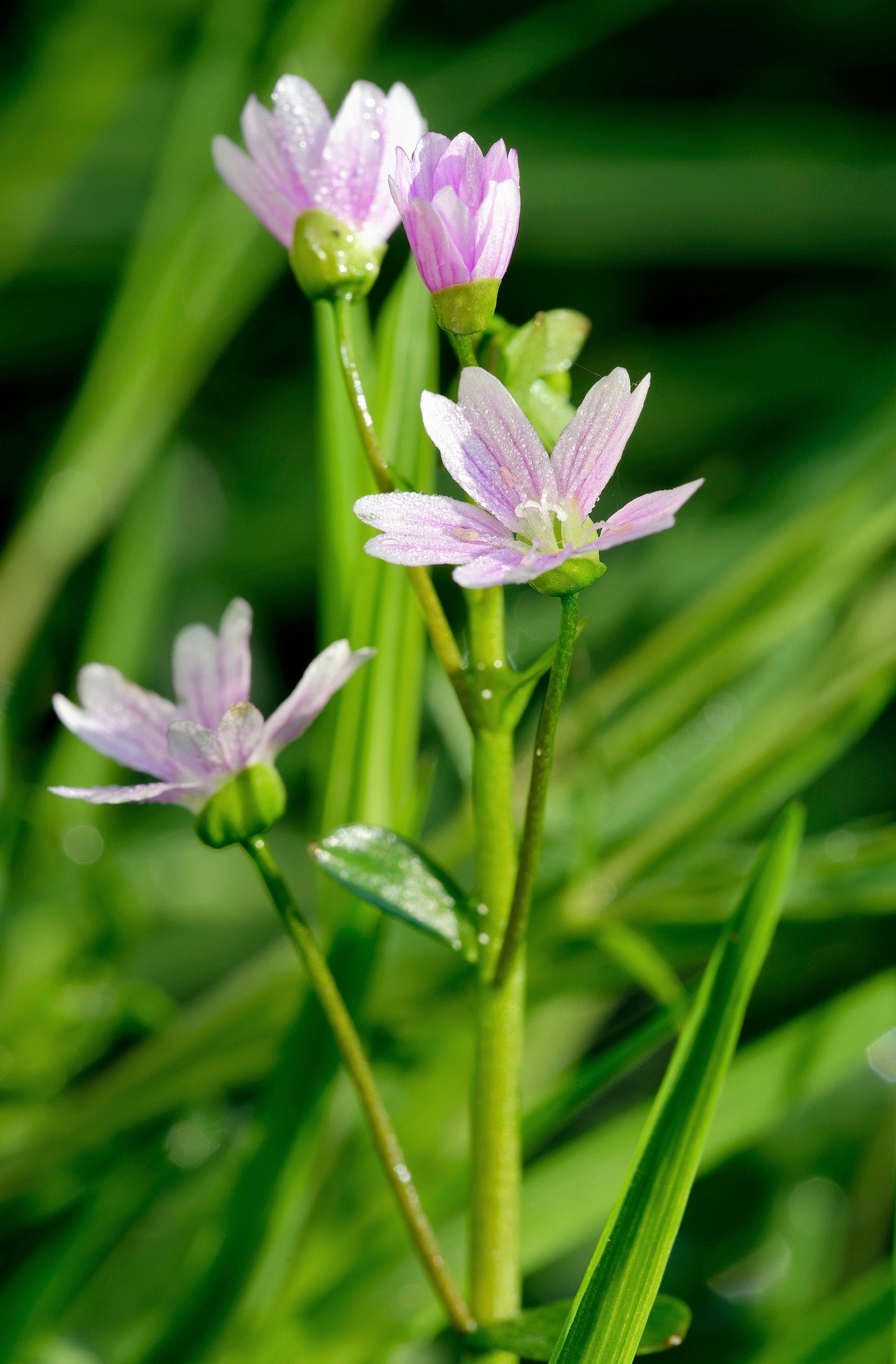 20 SIBERIAN SPRING BEAUTY Claytonia Sibirica aka Candy Flower, Pink Purslane, Siberian Miner's Lettuce Pink Striped Shade Flower Native Herb Seeds