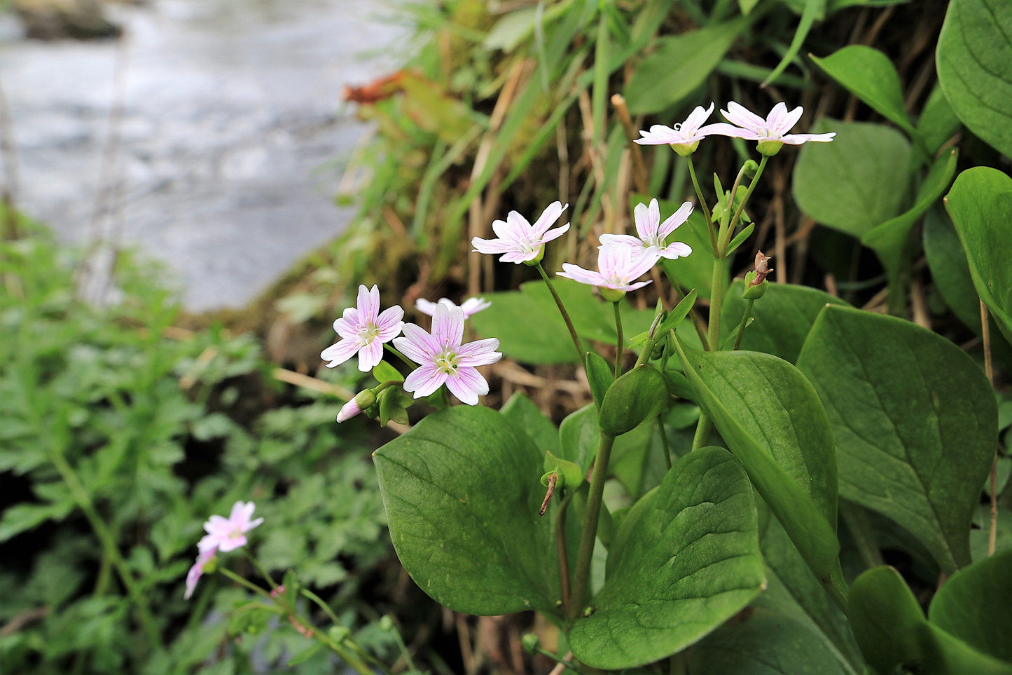 20 SIBERIAN SPRING BEAUTY Claytonia Sibirica aka Candy Flower, Pink Purslane, Siberian Miner's Lettuce Pink Striped Shade Flower Native Herb Seeds