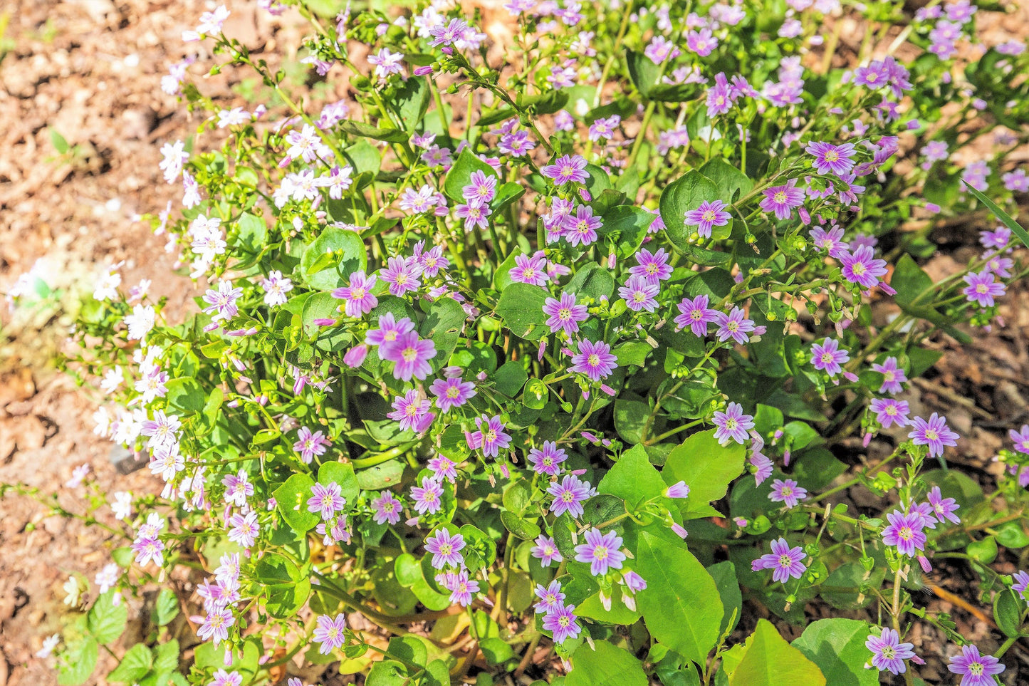 20 SIBERIAN SPRING BEAUTY Claytonia Sibirica aka Candy Flower, Pink Purslane, Siberian Miner's Lettuce Pink Striped Shade Flower Native Herb Seeds