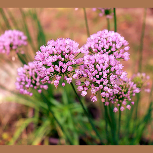 10 MOUSE GARLIC Allium Angulosum Wild Garlic Pink Flower Herb Seeds