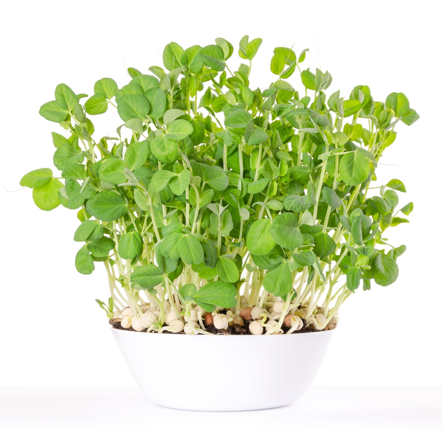 ORGANIC SPROUTING MIX - Peas, Mung & Adzuki Beans, Green, French, & Red Lentil Vegetable Sprout Seeds