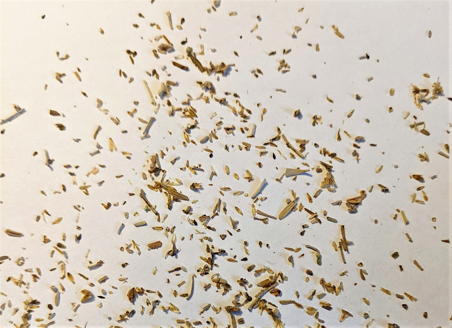 100 SILVER SAGEBRUSH Artemisia Cana Dwarf Sagebrush Silver Wormwood Herb Flower Seeds