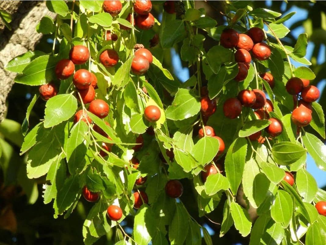 Jujube - 10 Seeds - Ziziphus Jujuba Fruit Tree