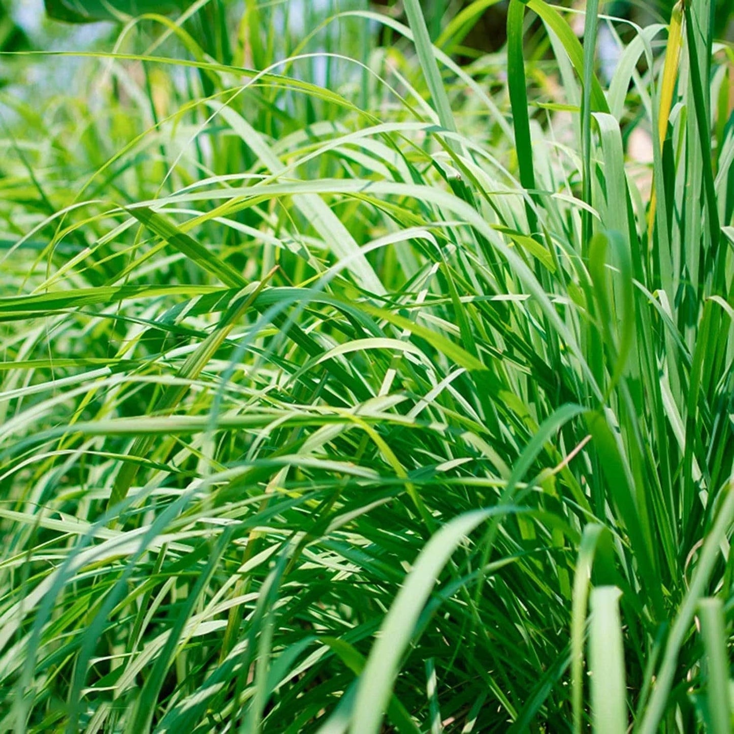 Lemongrass 500 Seeds - Tropical Asian Cooking Perennial Plant Outdoor Indoor Home