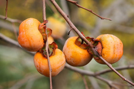 10 ITALIAN PERSIMMON TREE Dateplum Date Plum Fruit Diospyros Lotus Seeds
