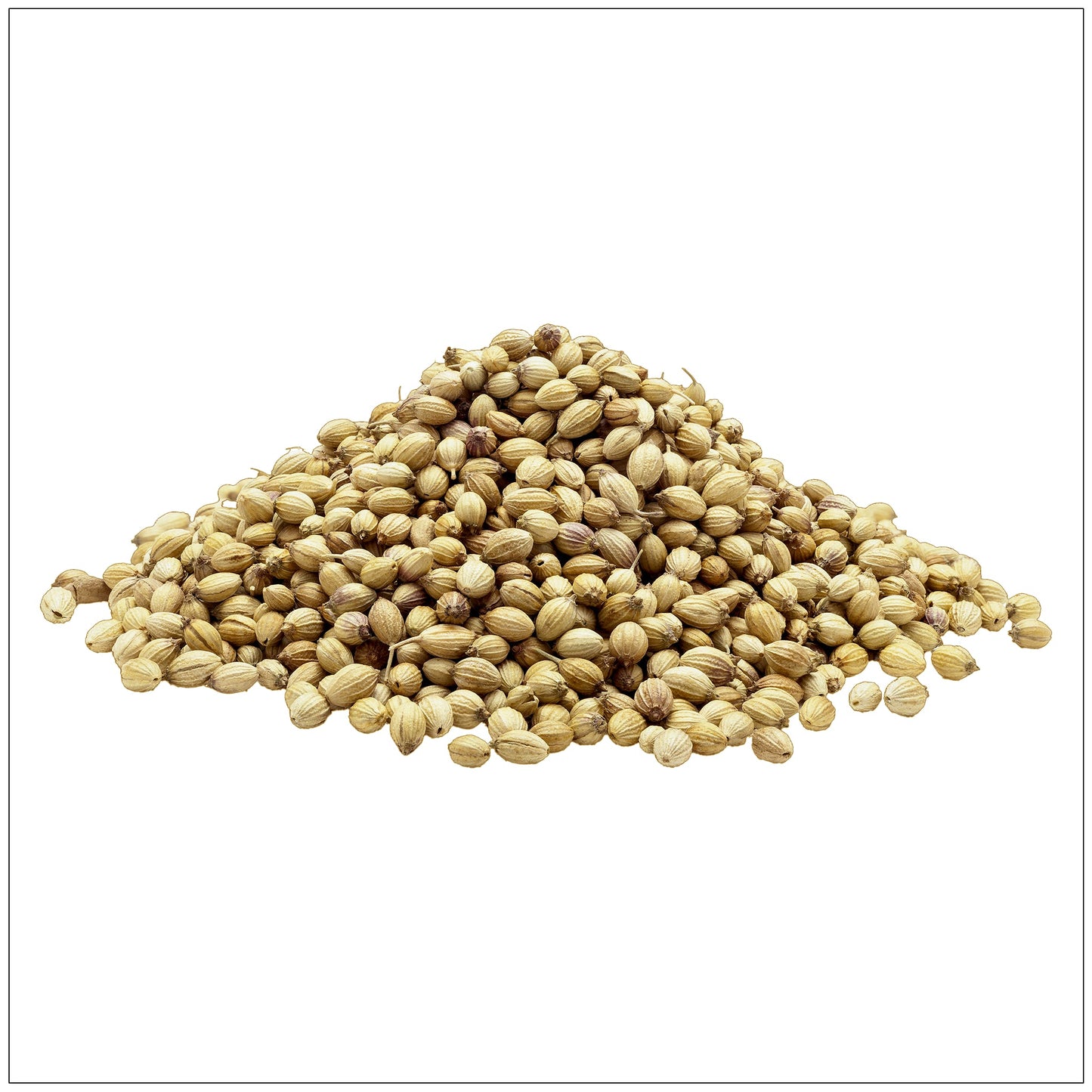 Coriander Seeds