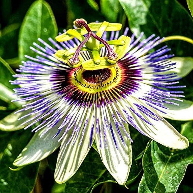 Passion Flower Passiflora Passion Vine Maypop Granadilla Treasure Flower - 10 Seeds