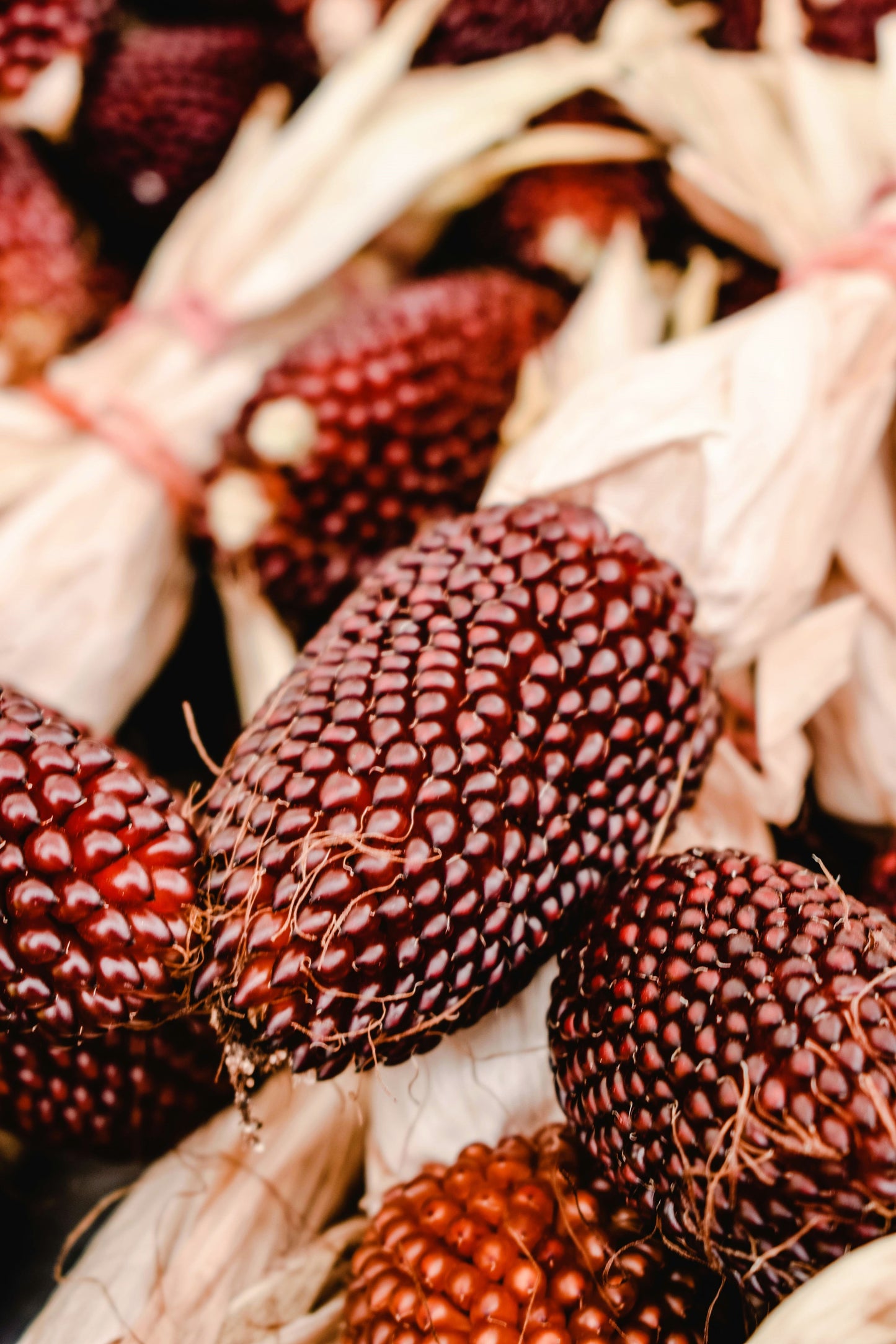 150 Red STRAWBERRY POPCORN CORN Zea Mays Vegetable Seeds