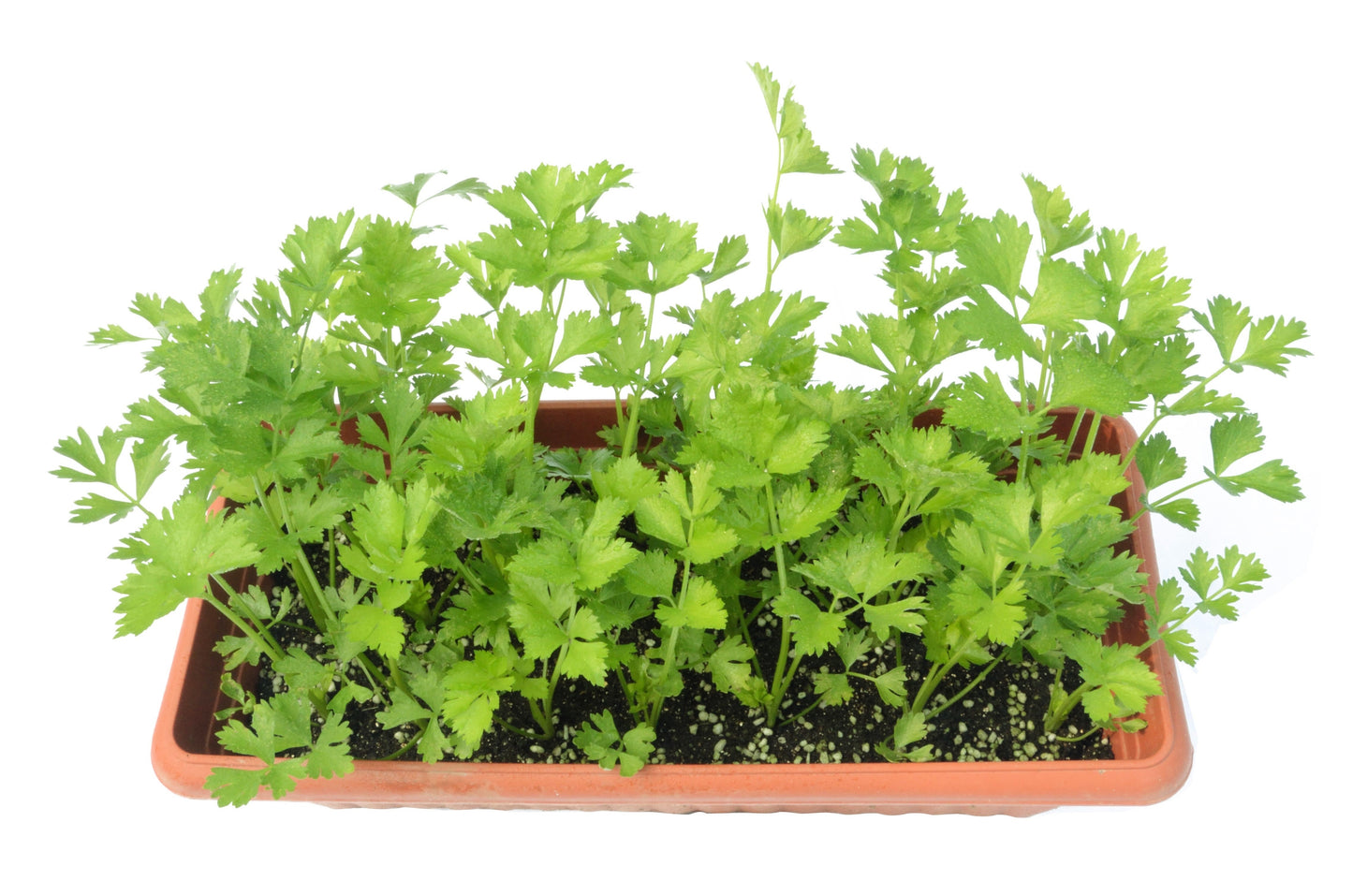 2000 CUTTING LEAF CELERY Apium Graveolens Soup Vegetable Herb Seeds