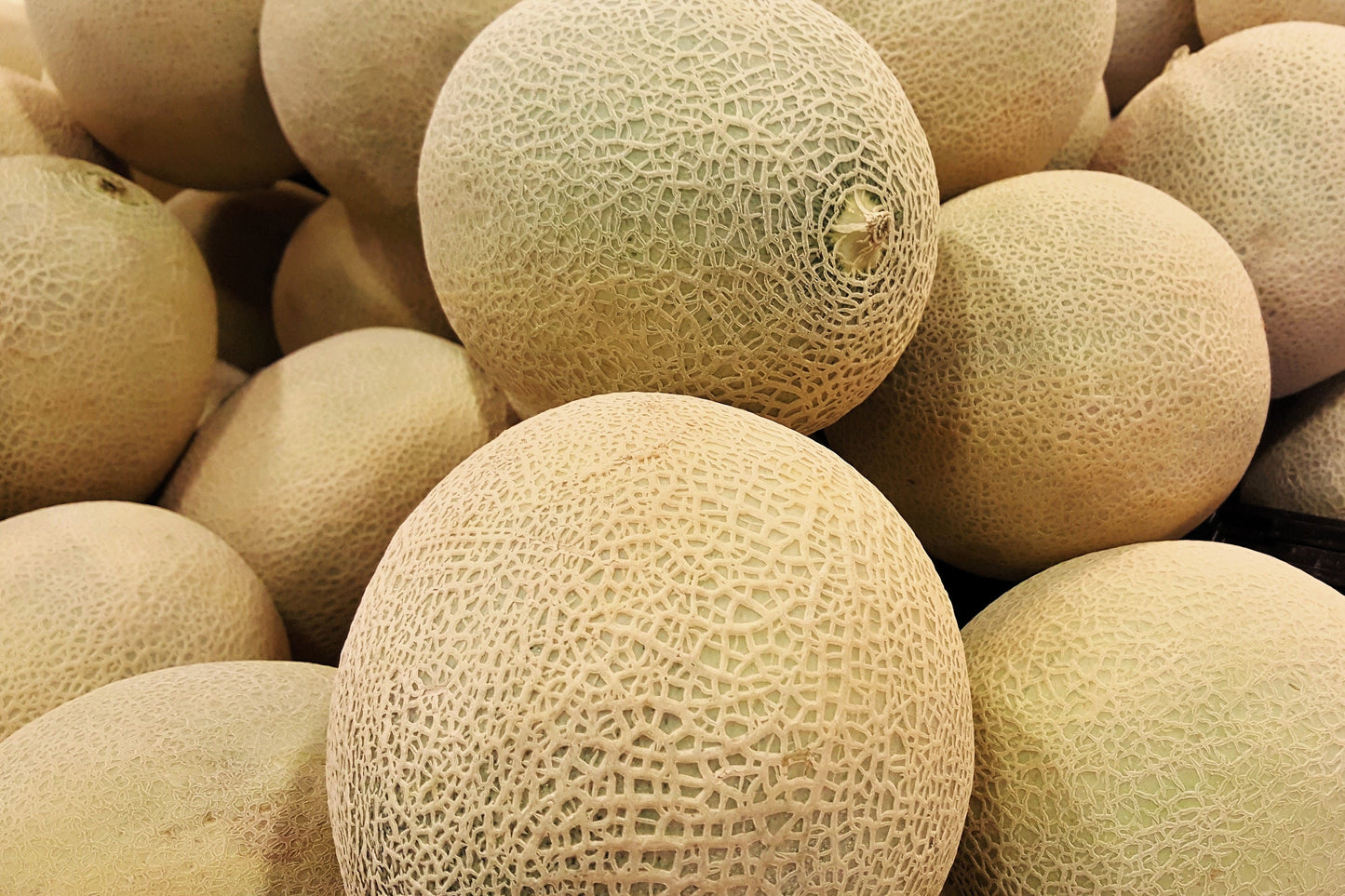 200 IROQUOIS CANTALOUPE Melon Fruit Cucumis Melo Seeds