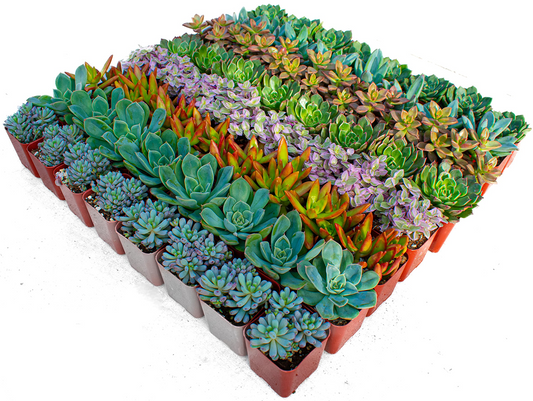 Bulk Succulent Plants